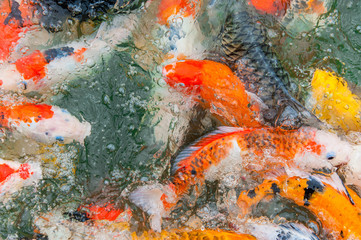 Obraz na płótnie Canvas Colorful Koi carp