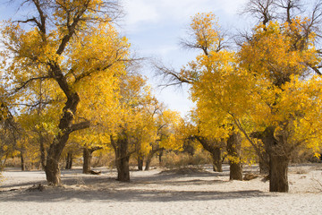Fototapeta premium Poplar tree in autumn season