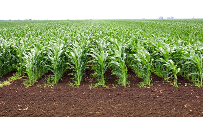 Naklejka premium Corn field culture