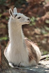 Lama © massimhokuto