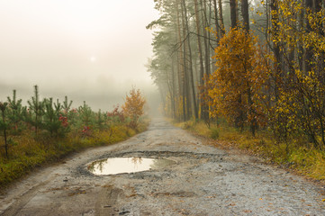 Morning in a moist forest