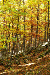 autumn in a deep forest