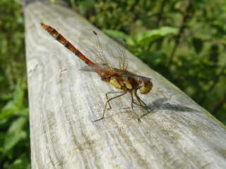 Common Darter Dragonfly (male)