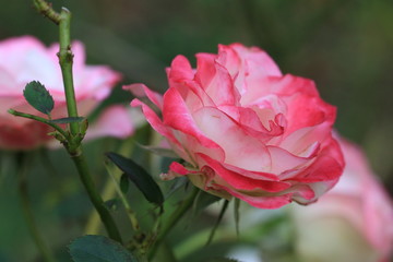 Double Delight Rose