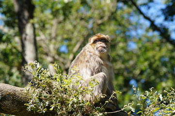 Magot ou Macaque de barbarie dans un arbre