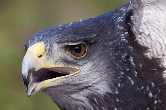 Ave - Aguila Mora - Eagle