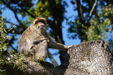 Magot ou Macaque de barbarie dans un arbre