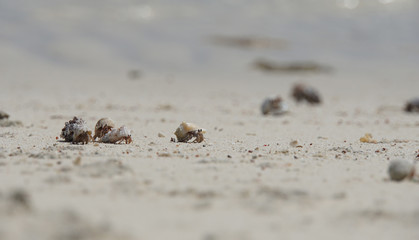 lovely atoll