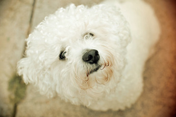 bichon frise