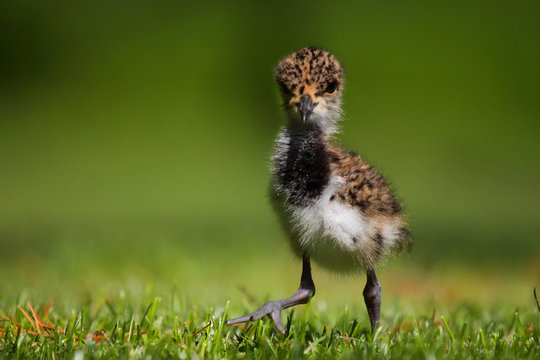 Ave - Tero - Pichon - southern lapwing