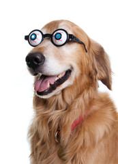 Golden Retriever Dog with Funny Glasses
