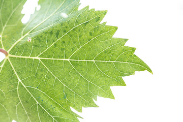 Close up of a green leaf