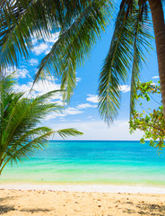Obraz na płótnie Canvas Palms Overhanging Coconut Getaway