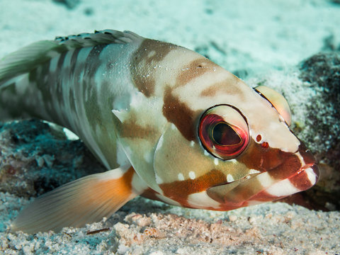 Colorful blacktip grouper off the coast of Hurghada, Egypt