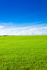 Obraz premium Farm Background Forest