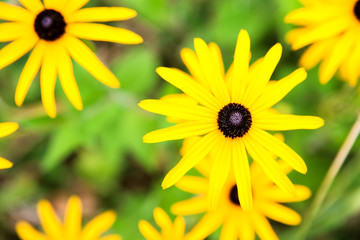 Yellow flowers