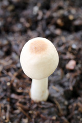 Macro shot of fresh mushrooms.