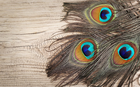 Peacock feathers on old wooden board