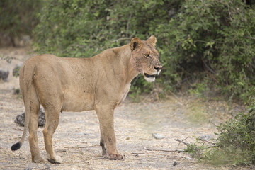Fototapeta na wymiar Wild adult lioness mother