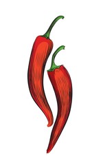 Pepper, vector illustration