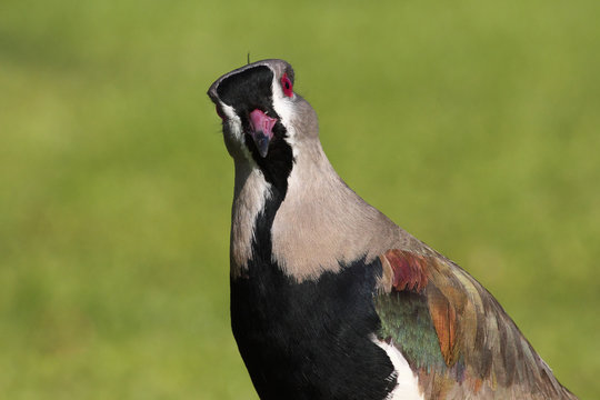 Ave - Tero  - southern lapwing