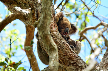 Koala sleep on a tree
