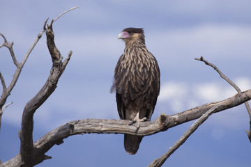 Ave. Carancho. Southern crested caracara