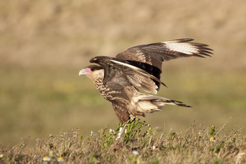 ave. Carancho. Southern crested caracara