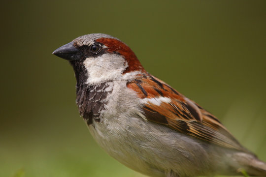 Ave - Gorrion- House sparrow