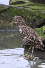 Ave - Garza Bruja - Black-crowned night heron