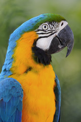 Ave - Papa Gallo - Blue and yellow macaw