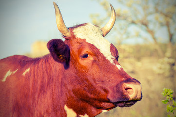 Cow with horns looks into the distance.
