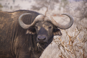 Wasserbüffel in Kenia