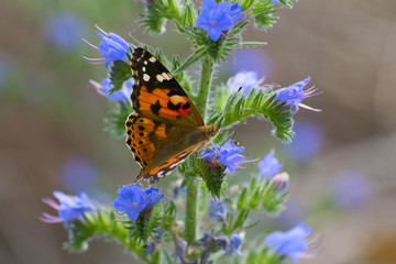 Butterfly on a flower