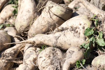 sugar beet