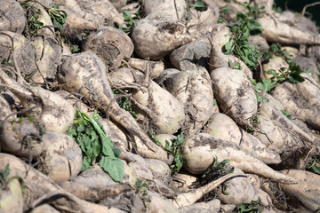 sugar beet