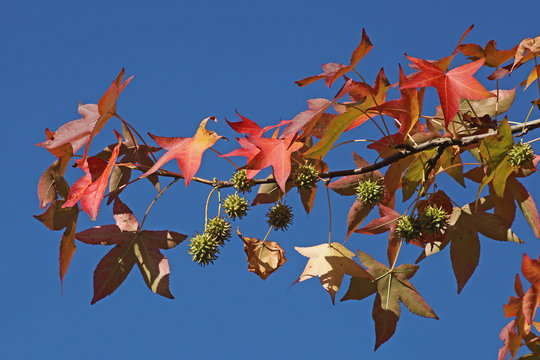 feuillage de liquidambar en automne
