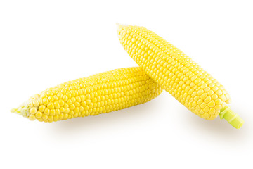 Two ear of corn