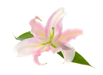 Pink Lily Isolated on White Background