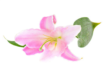 Fototapeta na wymiar Pink Lily Isolated on White Background