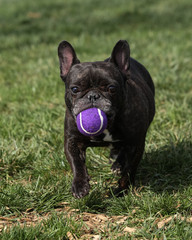 French Bull dog with his ball