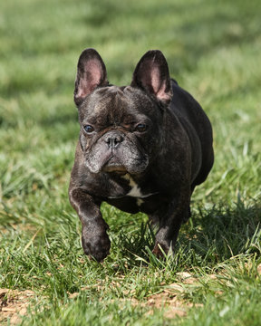 French bulldog posing for a picture