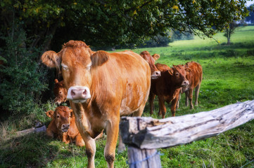 Fototapeta na wymiar Young brown cows