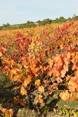Vigne dans le minervois,Languedoc