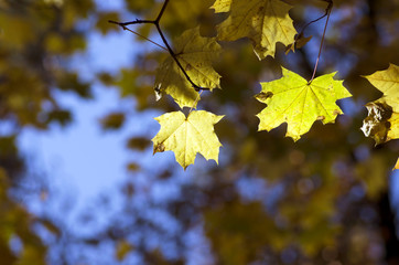 autumn background maple leaves close up