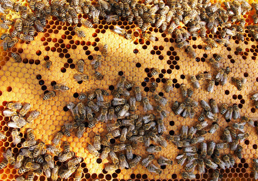 Bienenwabe