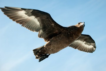 Flying seagull