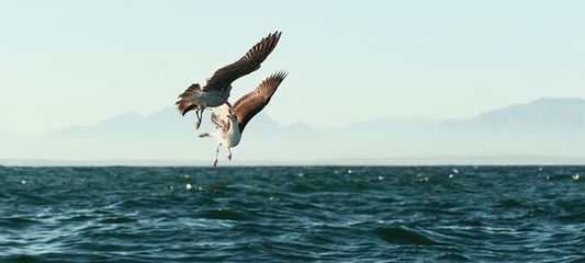 Fototapeta na wymiar Fighting seagulls