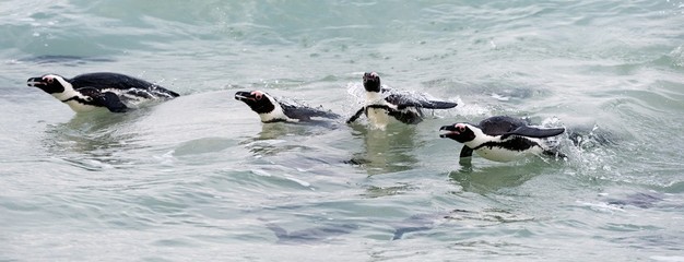 Swimming penguins.