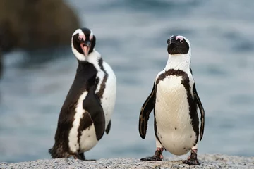 Plexiglas foto achterwand Afrikaanse pinguïn. © Uryadnikov Sergey